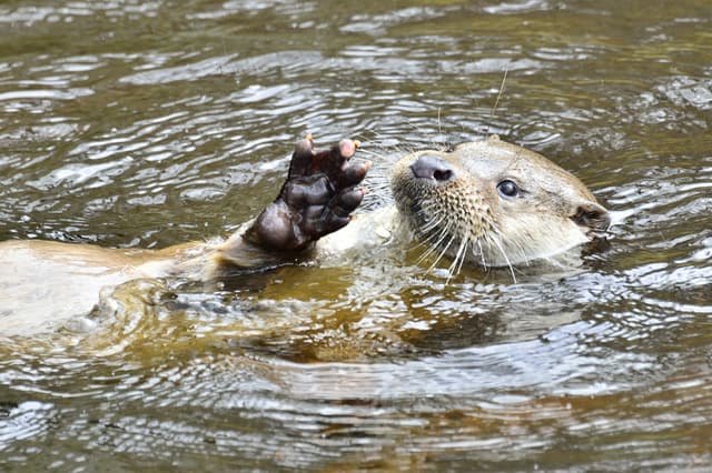 UnterWasserReich Schrems: Fischotter und Froschgesang